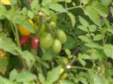 CIMG5480_R.jpg