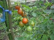CIMG8096_H20_3.jpg