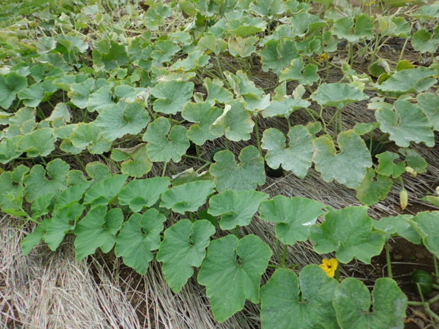 CIMG0676.JPG